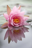 framedcanvas-print-lotus