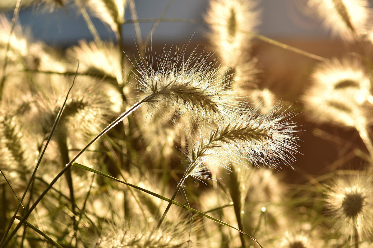 framedposter-print-ornamental-grass-in-the-sunlight