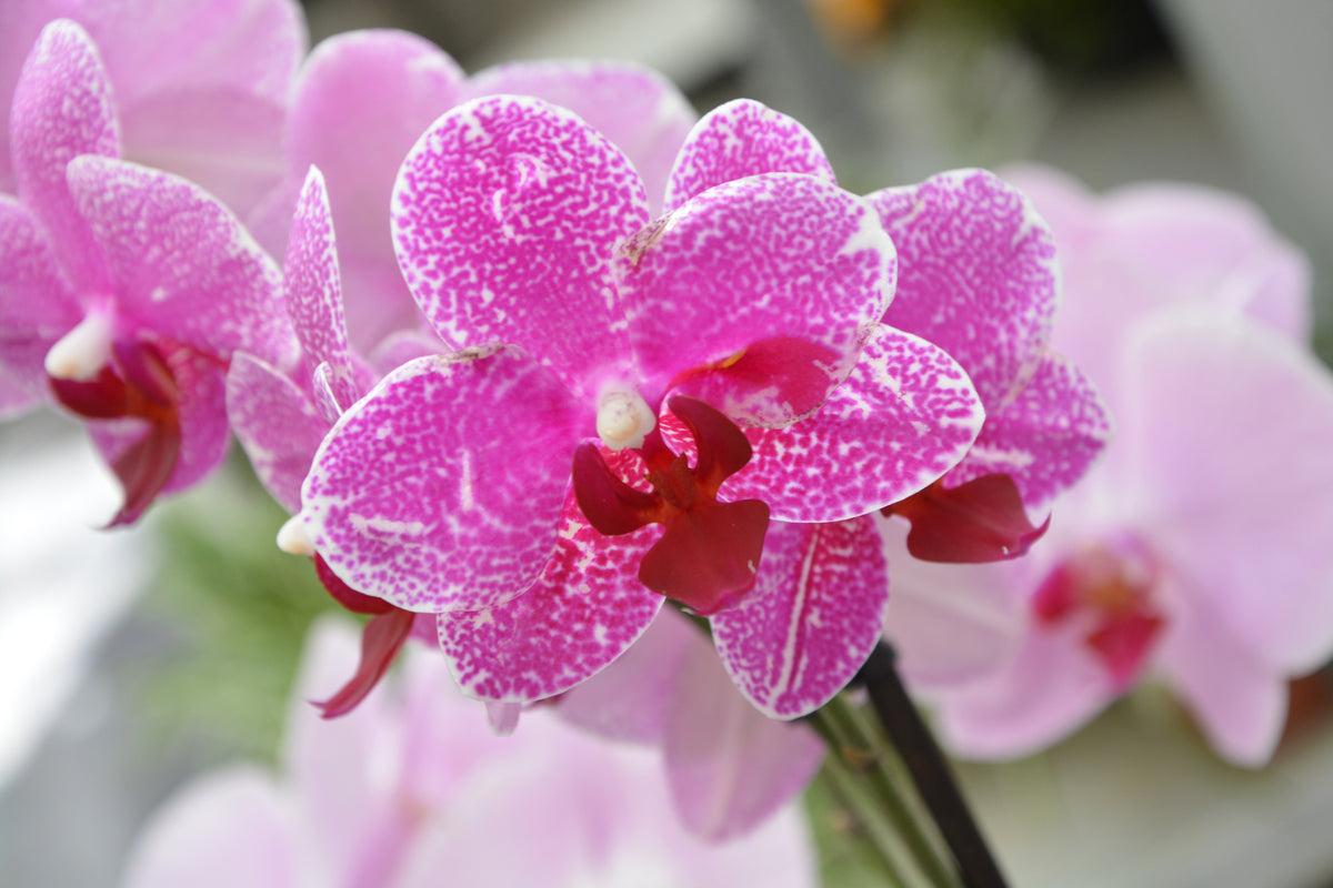3-piece-acrylic-print-purple-orchids-in-bloom