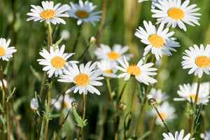 framedposter-print-xl-daisies