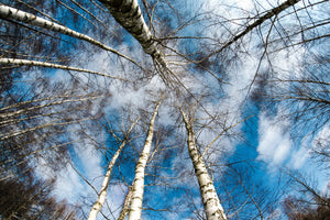 modern-3-piece-canvas-print-birch-crowns