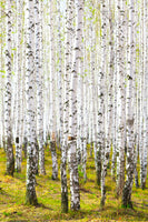 framedposter-print-the-birch-forest-in-the-spring