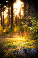 framedposter-print-the-forest-in-the-background
