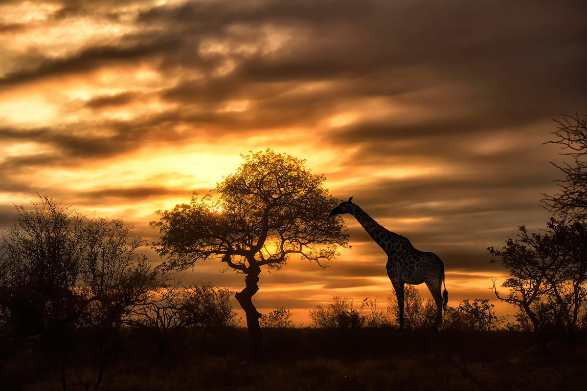 3-piece-canvas-print-african-dreams
