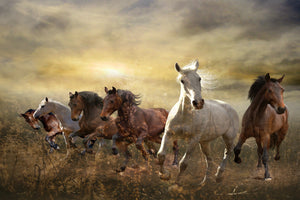 poster-print-wild-wild-horses