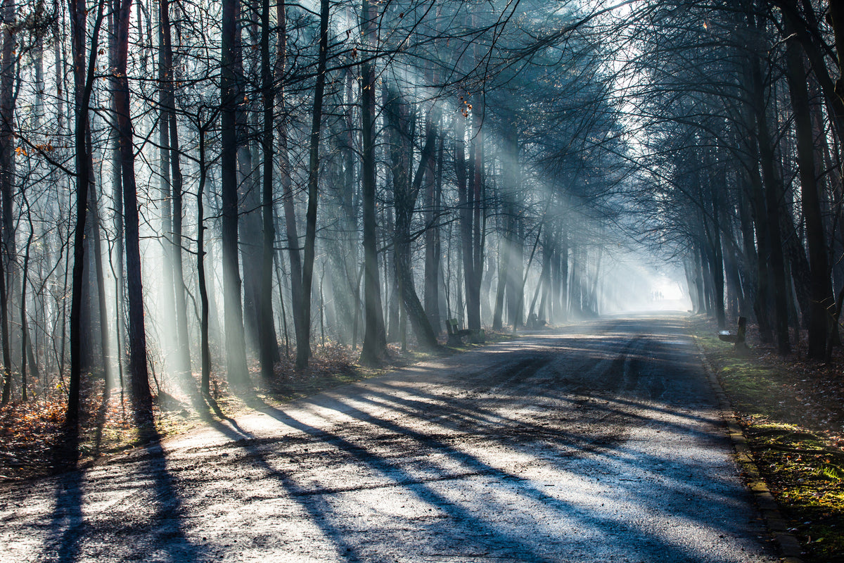 poster-print-forest-in-the-light-beam