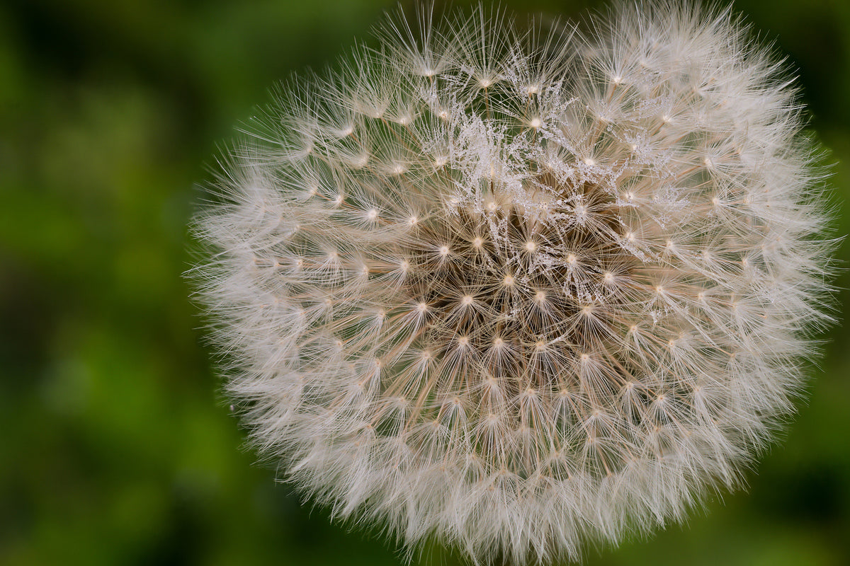 modern-3-piece-acrylic-print-the-dandelion-in-nature