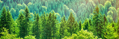 panoramic-poster-print-the-forest-hill-panorama