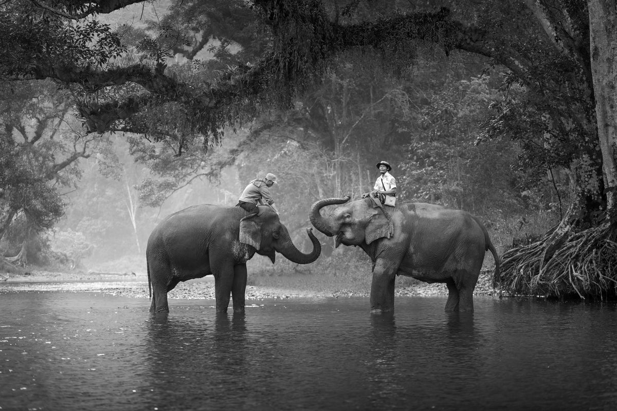 modern-3-piece-aluminium-print-two-elephants