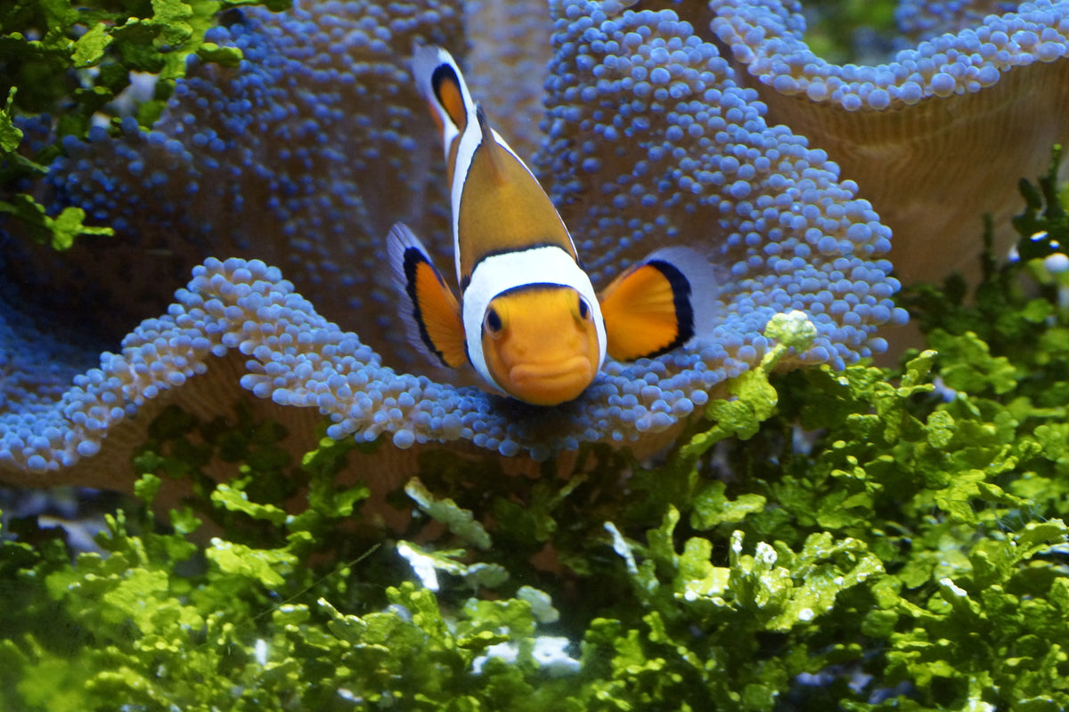 3-piece-acrylic-print-cute-clownfish