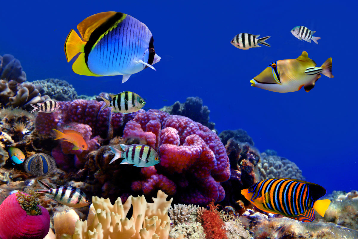 3-piece-canvas-print-world-of-fish