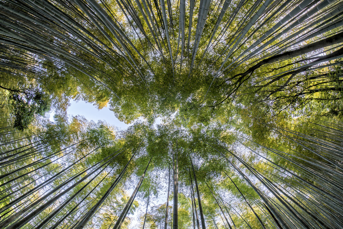 framedcanvas-print-many-treetops