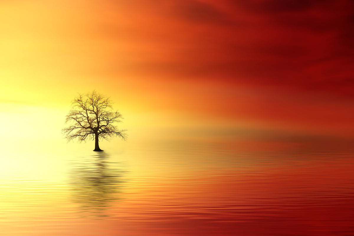 modern-3-piece-aluminium-print-the-tree-in-the-water