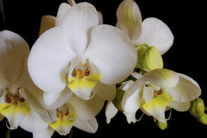 framedcanvas-print-white-orchids-in-bloom