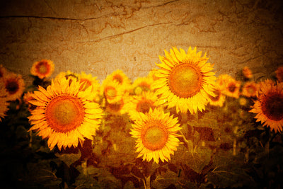 poster-print-retro-sunflower