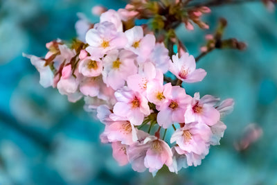 poster-print-close-up-flower