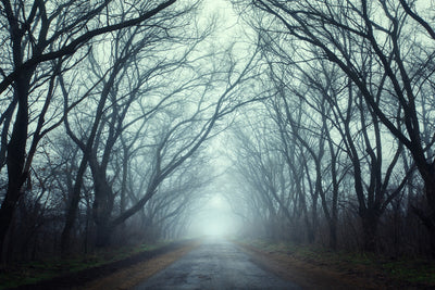 poster-print-cloud-forest