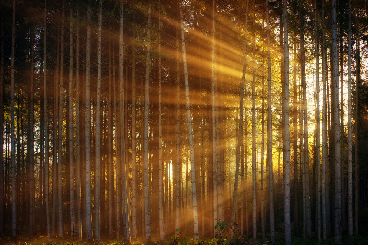 framedcanvas-print-trees-in-sunbeams