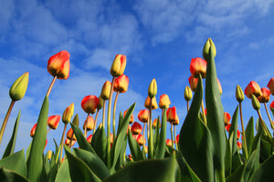 modern-3-piece-acrylic-print-tulips-tower-to-the-sky