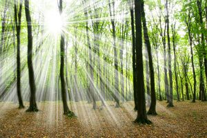 modern-3-piece-aluminium-print-magic-light-in-the-trees