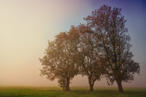 canvas-print-the-crooked-tree