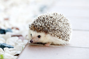 3-piece-acrylic-print-the-hedgehog-baby