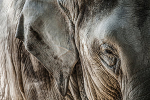 modern-3-piece-canvas-print-close-up-elephant