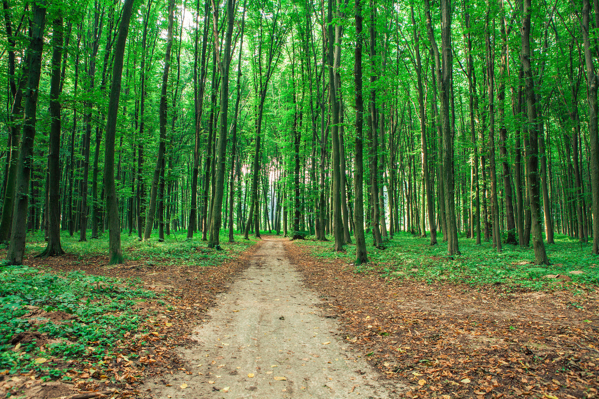canvas-print-pine-forests