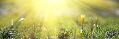 panoramic-poster-print-flowery-meadow-panorama