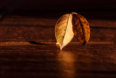 poster-print-the-leaf
