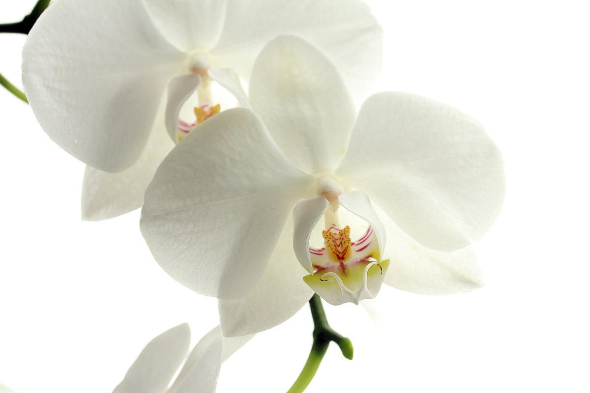 modern-3-piece-aluminium-print-orchids-bloom