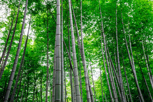 modern-3-piece-acrylic-print-bamboo-forest