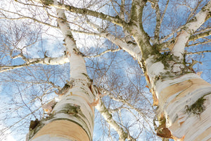3-piece-canvas-print-the-2-birches