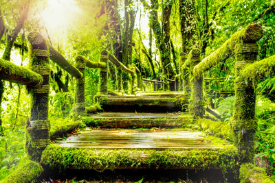 poster-print-moss