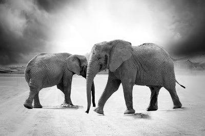 poster-print-2-elephants-sw