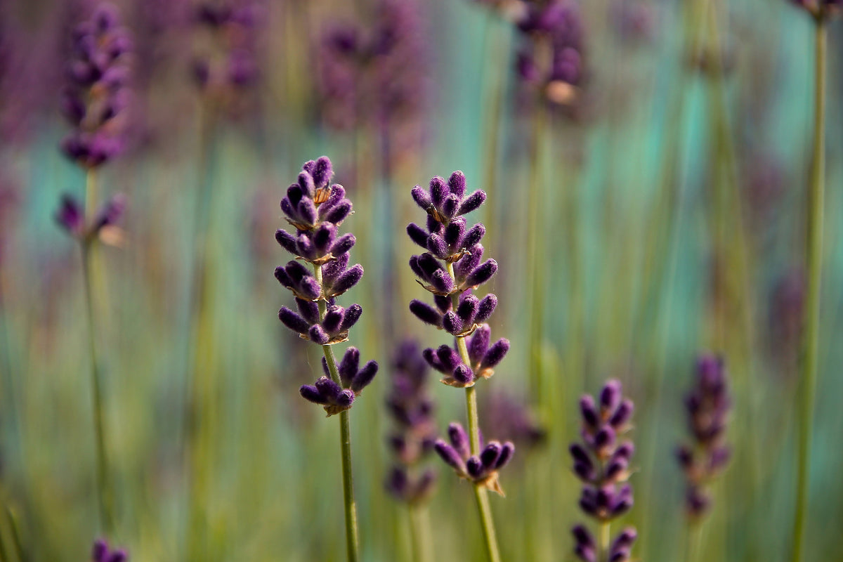 canvas-print-lavender-in-xl