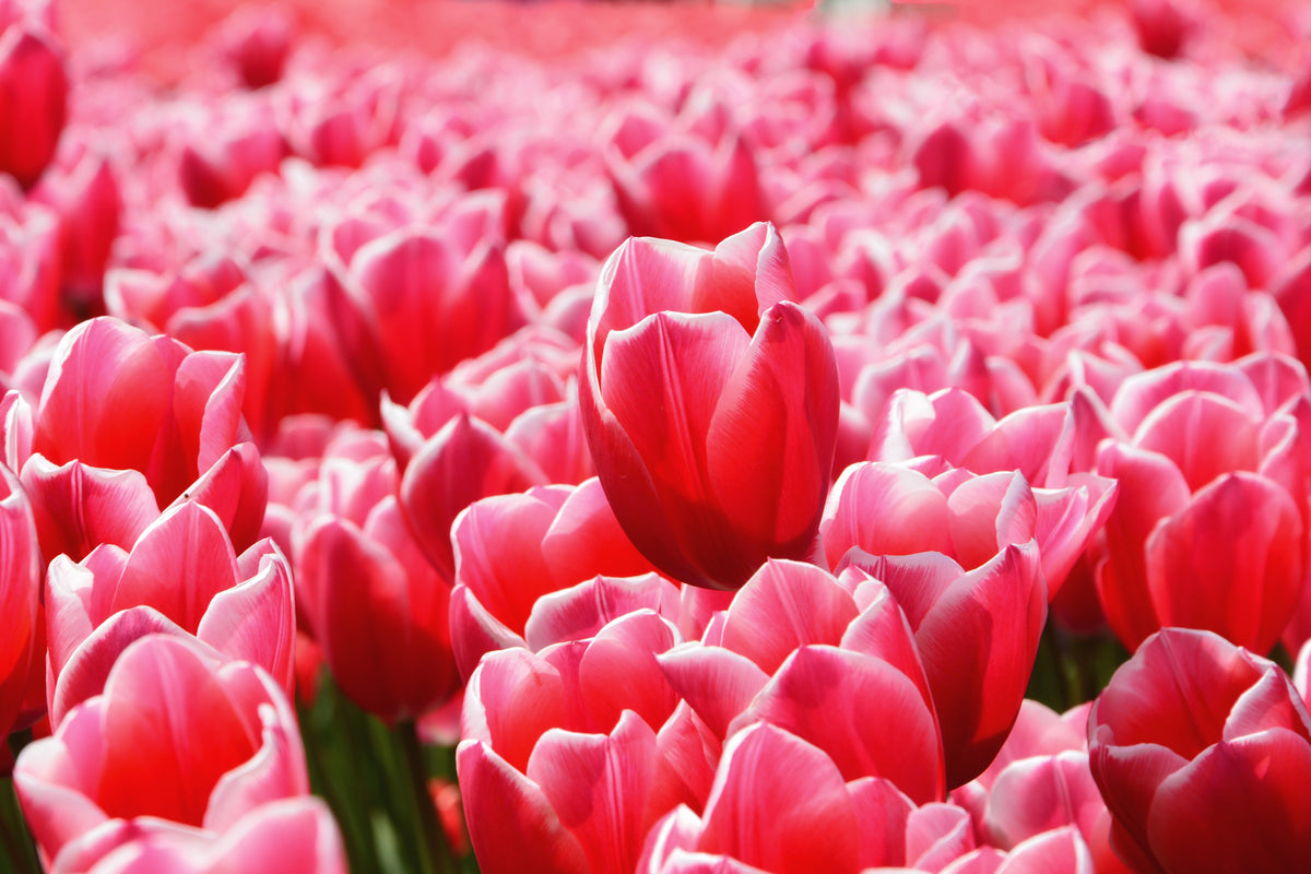 framedposter-print-happy-tulip-field