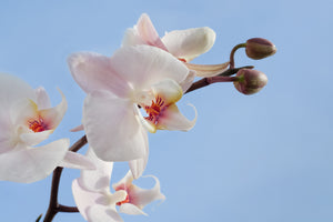 3-piece-aluminium-print-orchid-in-the-sky