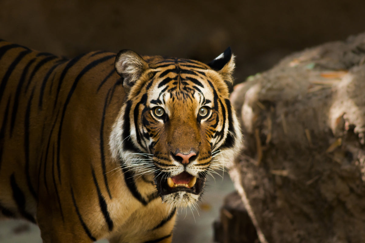 3-piece-acrylic-print-sibirian-tiger
