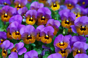 3-piece-canvas-print-the-pansies