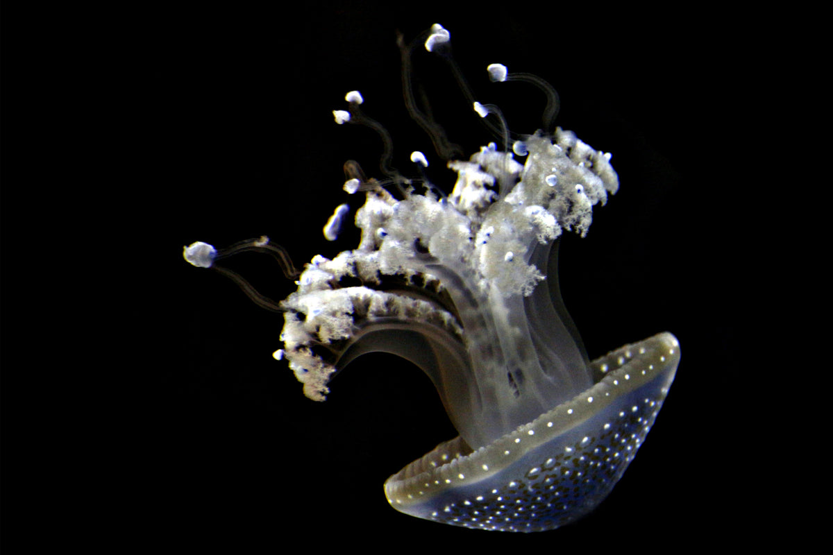poster-print-fascinating-jellyfish