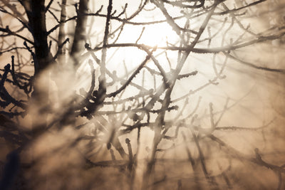 poster-print-branches-in-fog-light