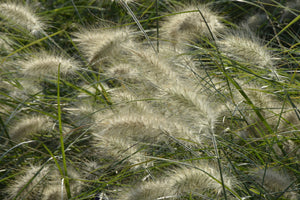framedposter-print-ornamental-grass-in-the-wind