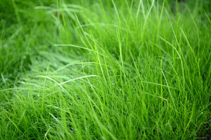 framedposter-print-blades-of-grass
