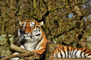 3-piece-canvas-print-proud-tiger