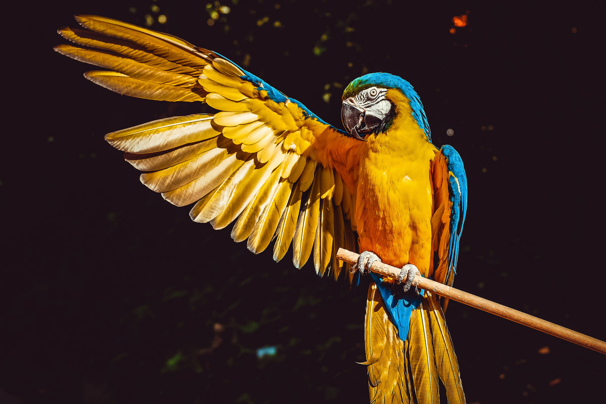 aluminium-print-the-macaw
