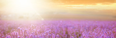 panoramic-poster-print-sunset-in-lavender-field-panorama