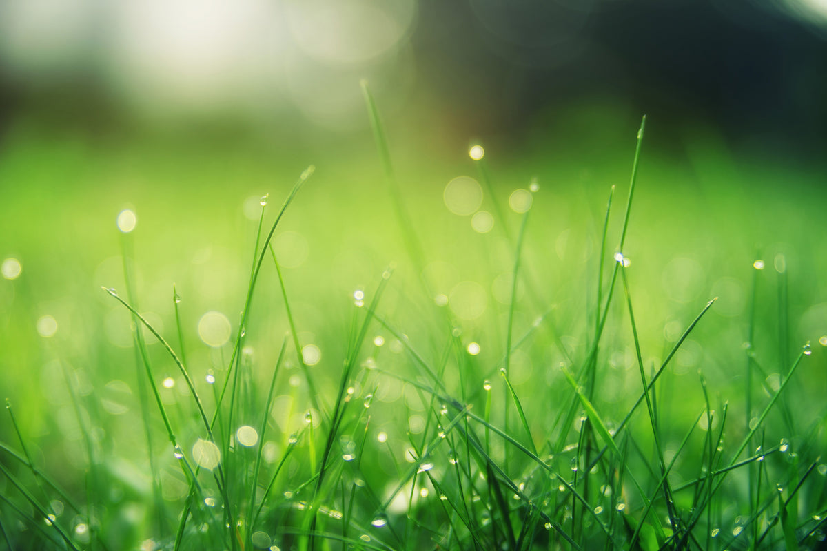 acrylic-print-meadow-with-morning-dew