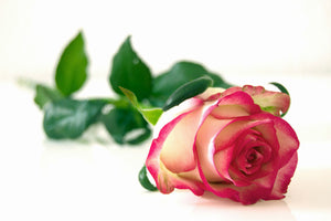 poster-print-the-proud-rose
