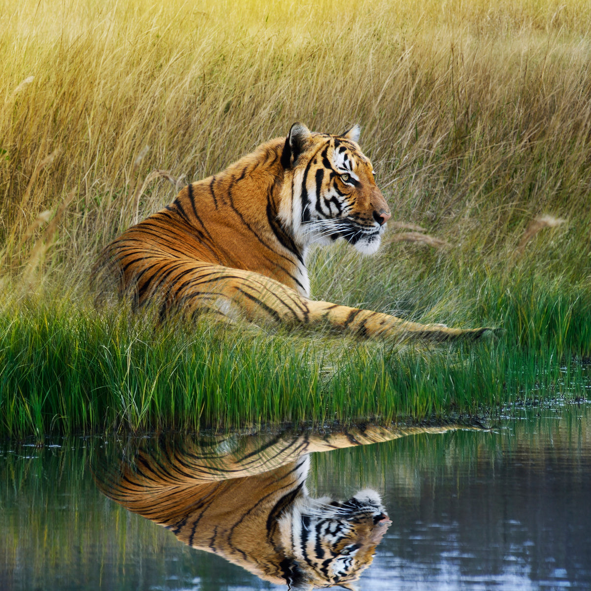 4-piece-aluminium-print-the-tiger